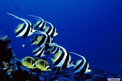 YouWall   Fish   Water Life Wallpapers   Wallpaper,wallpapers,free ...