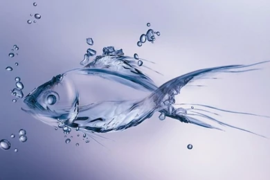 Water Drop Fish Wallpapers 4389 1024x575 Px ~ WallpaperFort.com