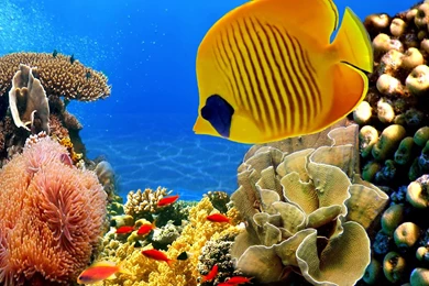 Awesome Fish Collection Images