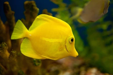 Yellow fish aqua hd wallpaper.jpg
