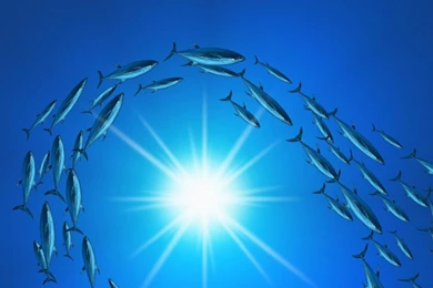 Aquaworld Underwater Water Fish Sun Depth HD Wallpapers Wallpapers ...