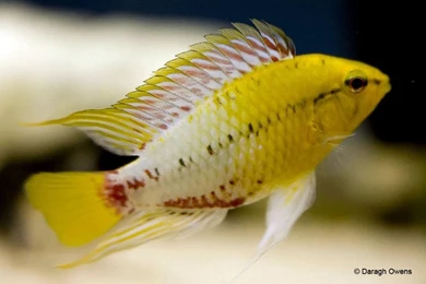 Free Wallpapers Apistogramma Hongsloi Fresh Water Fish
