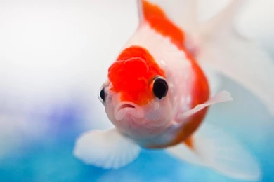 Fish, White, Red, Water, Swim   HD Wallpapers