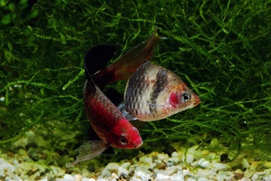 Free Wallpapers Barbus Fresh Water Fish