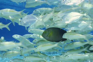 Underwater World Wallpapers 246419