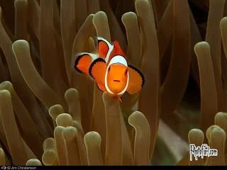 Like A Fish In The Water...