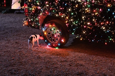 Dog, Car, Christmas Lights Wallpapers HD