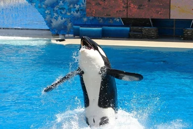 Animated Fish Wallpapers Download   Most People's Conceptions Of ...