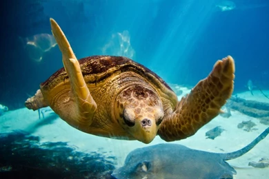 High Quality Desktop Wallpapers   Widescreen HD Wallpapers