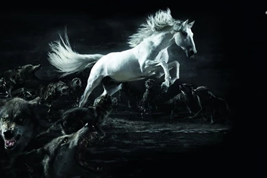 Horse Attacked By Wolves Wallpapers   Animal Wallpapers