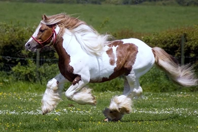 Download Wallpapers 3840x2400 Horse, Race, Horse Racing, Grass ...