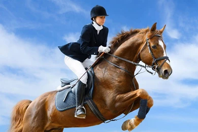 Jockey And Horse Wallpapers.jpg