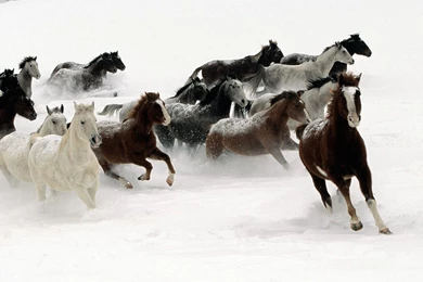 Horse Background For Desktop.jpg