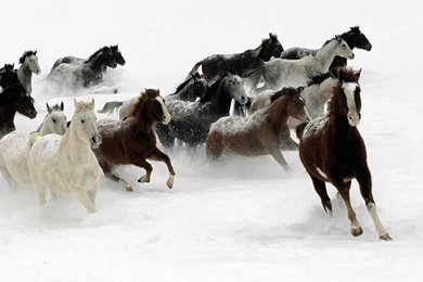 Horses Racing Wallpapers   HD Wallpapers 2962