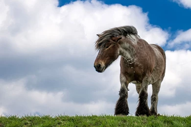 Horse Backgrounds For Computers   3 Items