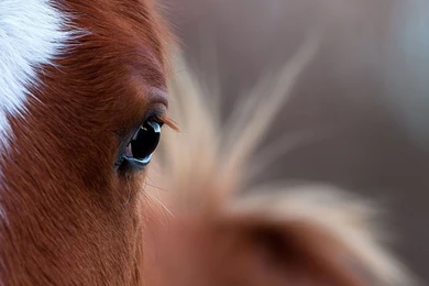 Horse Computer Wallpapers, Desktop Backgrounds