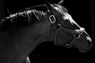 Wallpapers Horse Racing Wallpapers Border Horse Themed Borders ...