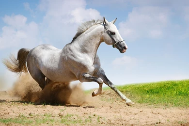 Horse Computer Wallpapers, Desktop Backgrounds