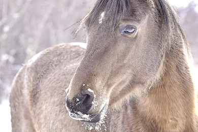 Horse Wallpapers For Computer Desktop   4 Items