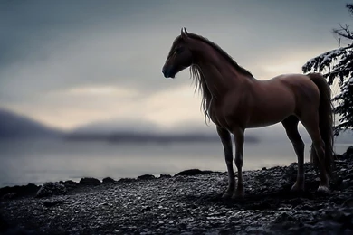 Horse Computer Wallpapers, Desktop Backgrounds