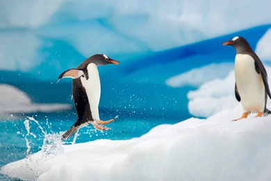 Download Wallpapers 3840x2160 Penguins, Couple, Snow, Ice, Arctic ...