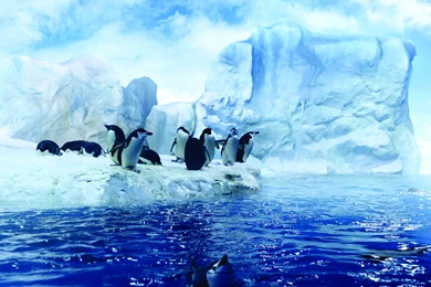 Penguins dancing in the Arctic HD wallpaper_5120x3200.jpg
