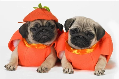 HD Wallpapers Dog Window Dreaming