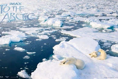 9 To The Arctic HD Wallpapers