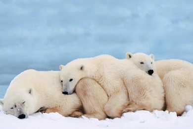 Pictures Of Arctic Animals   Wallpapers HD Base