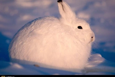 Arctic Hare Picture, Arctic Hare Desktop Wallpaper, Free ...