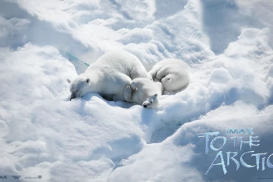 To The Arctic Wallpapers HD Download