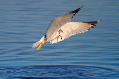 Free Arctic Tern Wallpapers Download   Animals Town