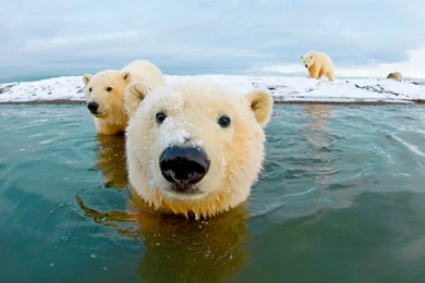 1600x900 Polar Bears Arctic Wallpapers