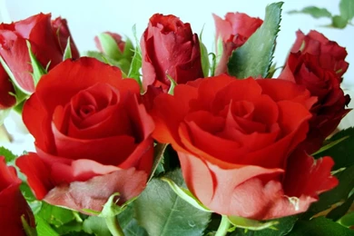 90 Wedding Red Rose Flower Wallpapers Love Roses Pictures ~ Urdu ...