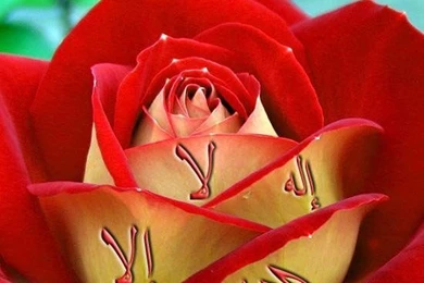 Wallpapers   "KALMA IN GULAAB (Flower)"..............!!