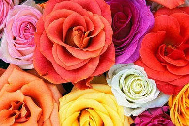 Bookey Flower Images And Wallpapers Download