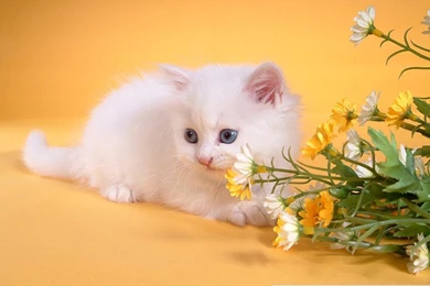 Free Wallpapers Gentle Nice Little Kitten
