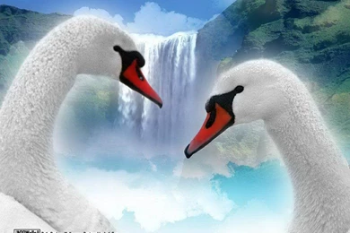 White Swan Birds In Love Wallpapers Free Desktop Backgrounds   Free ...