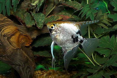 Free Wallpapers Marble Angel Fish