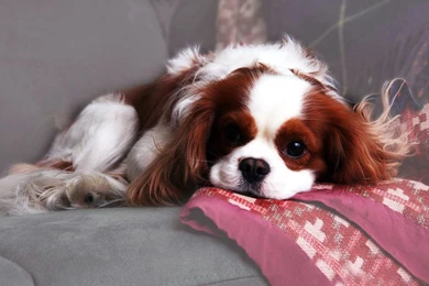 Cavalier King Charles Spaniel Wallpaper.jpg