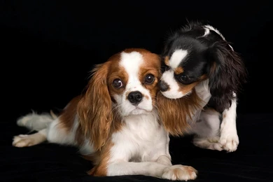 Lovely Cavalier King Charles Spaniel Dogs Photo And Wallpapers ...