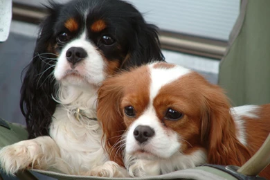 Cavalier King Charles Spaniel Wallpapers