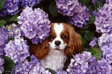 Free Wallpapers Cavalier King Charles Spaniel