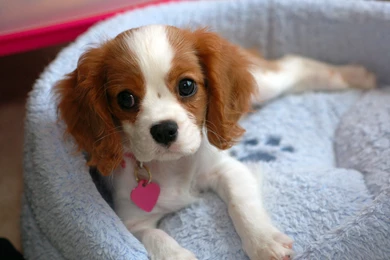 Baby Cavalier King Charles Spaniel   Wallpaper.