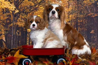 Free Wallpapers Cavalier King Charles Spaniel Mom And Pup