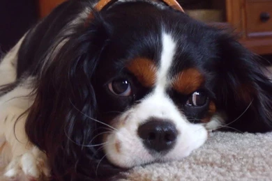 Cavalier King Charles Spaniel Wallpapers