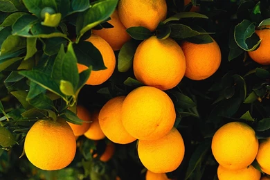 Orange Fruit HD Wallpapers