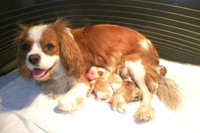 Cavalier King Charles Spaniel (id: 41180) – BUZZERG