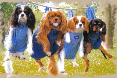 Cavalier King Charles Spaniel Wallpapers HD Download