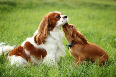 Cavalier King Charles Spaniel Dog   Background Images